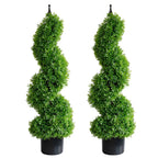 2 pack 35 inch elegant boxwood spiral topiary trees side by side showing compact spiral shape with dense green ball canopies
