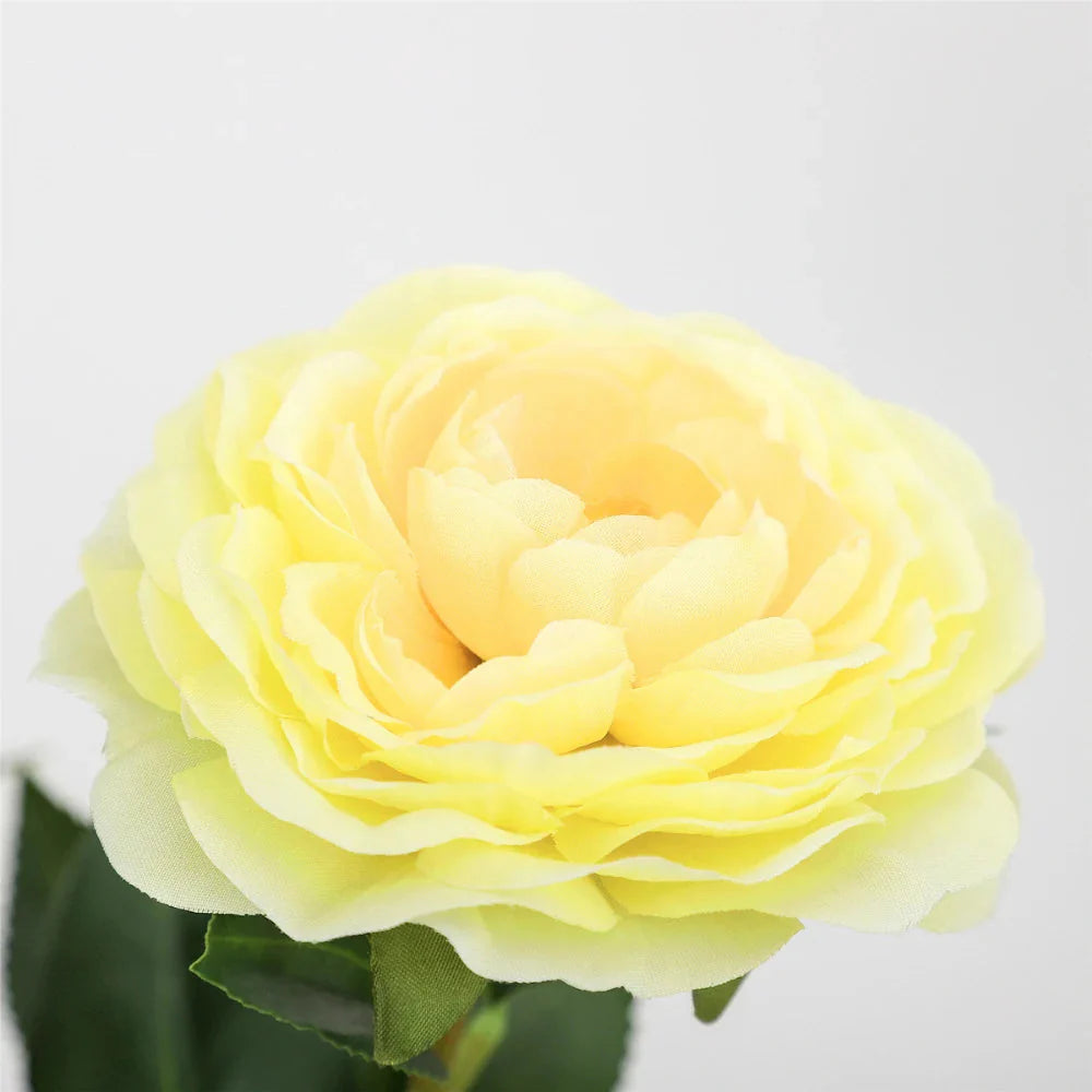 yellow camellia for spring porch