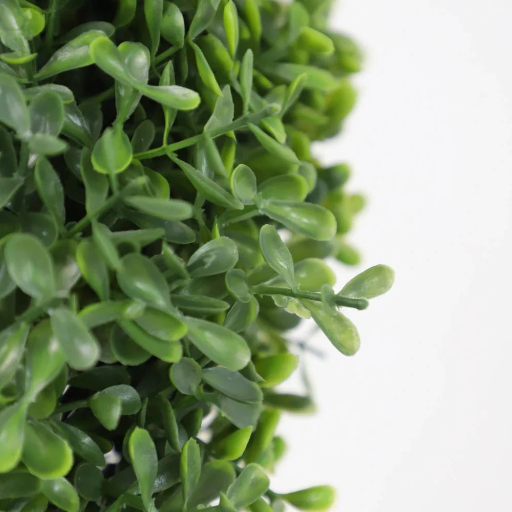 close up of spiral topiary trunk showing twisted training form with dense small round boxwood leaves