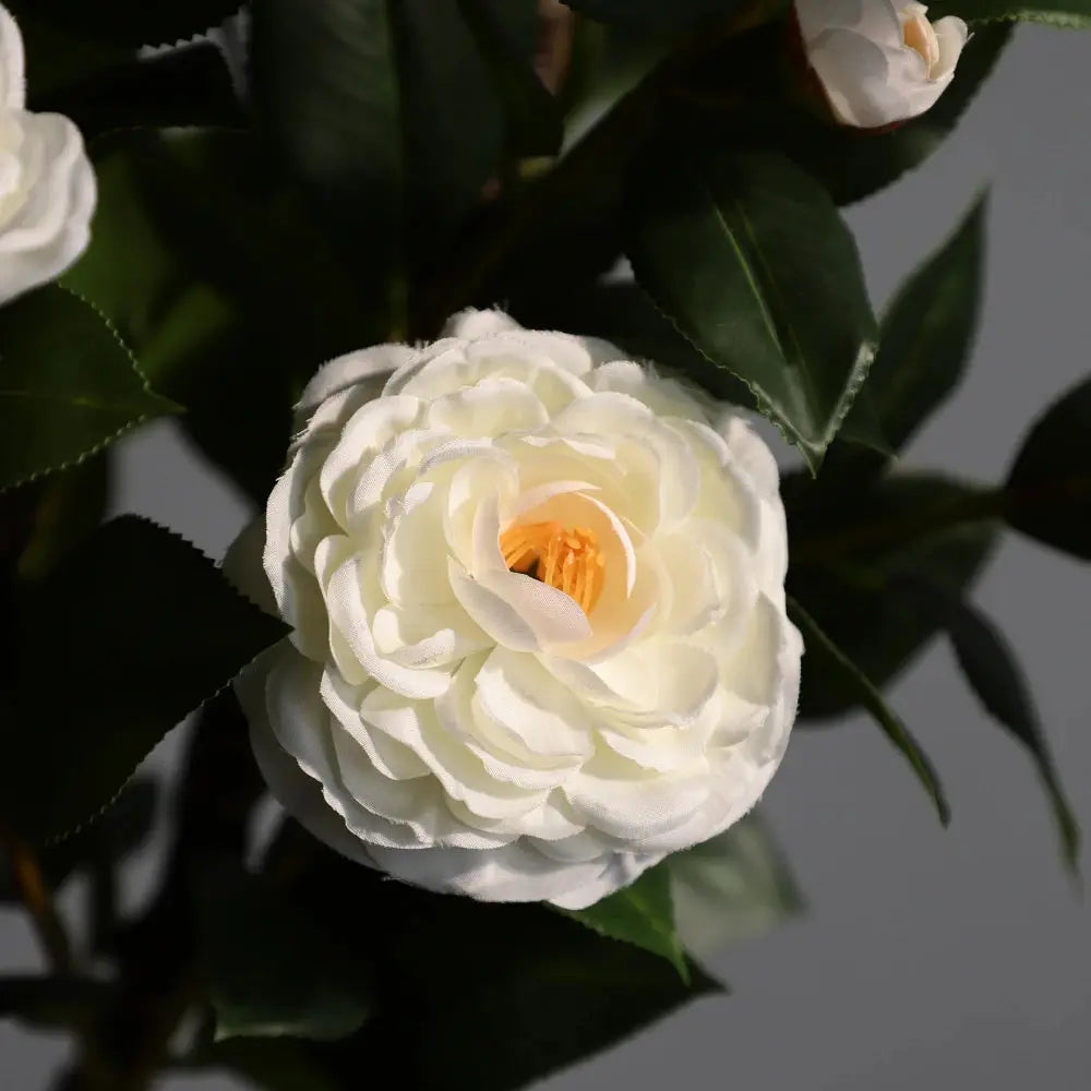 close up of artificial white camellia flowers showing layered pristine white petals with cream center and delicate texture