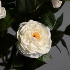 close up of artificial white camellia flowers showing layered pristine white petals with cream center and delicate texture