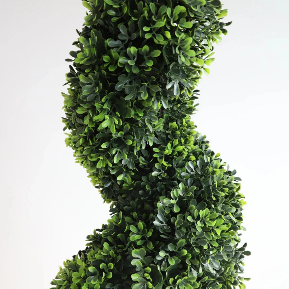 close up of dark green spiral topiary trunk showing twisted training form with dense small round boxwood leaves