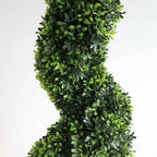 close up of dark green spiral topiary trunk showing twisted training form with dense small round boxwood leaves
