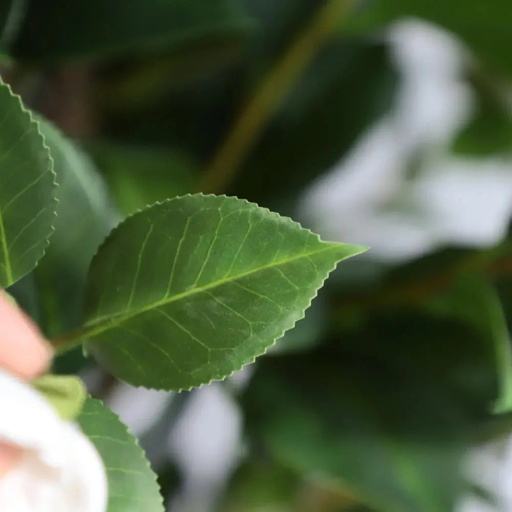 glossy dark green artificial camellia leaves with pure white blooms on spike tree showing narrow space saving silhouette