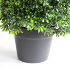 close up of elegant spiral topiary trunk showing twisted training form with dense small round boxwood leaves