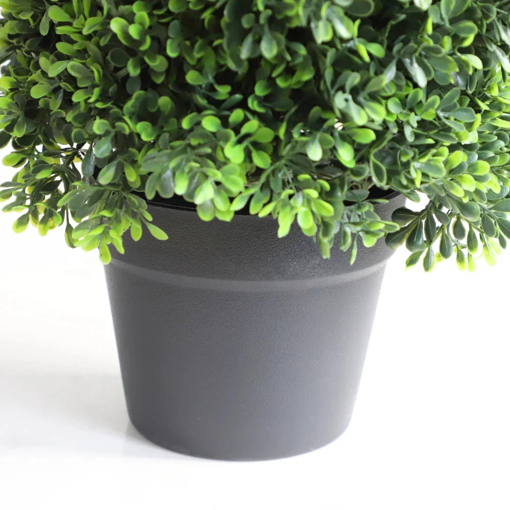close up of elegant spiral topiary trunk showing twisted training form with dense small round boxwood leaves