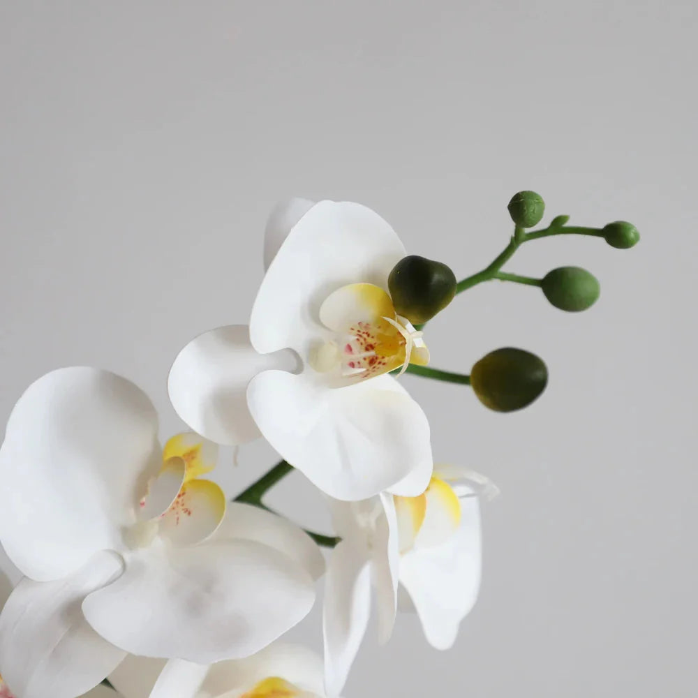 close up of artificial white phalaenopsis orchid flowers on 24 inch plant showing rounded white petals and yellow center
