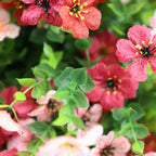 2 Pieces 23in(2ft) Artificial Red Pink Mums Flower Ball momoplant