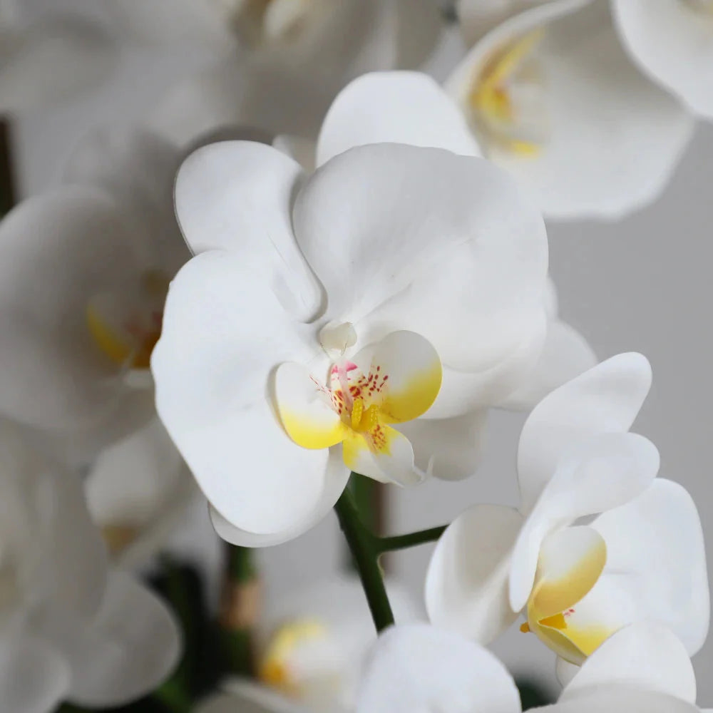 arching stem of compact faux white orchid with 6 to 8 butterfly shaped blooms on single stalk for tabletop display
