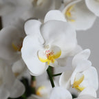 arching stem of compact faux white orchid with 6 to 8 butterfly shaped blooms on single stalk for tabletop display
