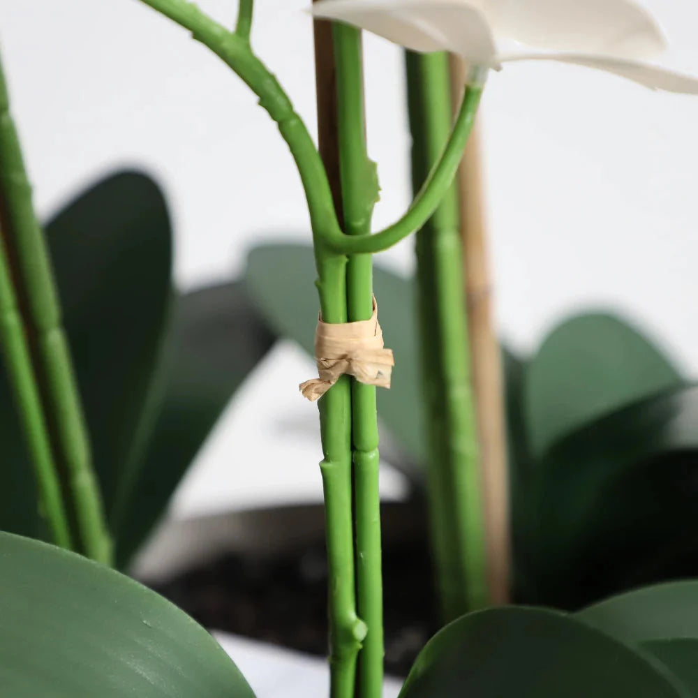 Add elegant white orchids to your desk or tabletop