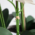 Add elegant white orchids to your desk or tabletop