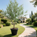 98.4 inch artificial olive tree in two story atrium with skylight creating dramatic vertical focal point