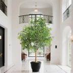7.9 foot artificial ficus tree next to standing person for scale demonstrating height for filling large vertical spaces
