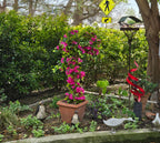 63" Artificial Bougainvillea Tree | 5.2ft Tall Faux Flowering Tree for Patio & Grand Entry