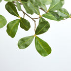 realistic faux olive tree leaves and bark close up
