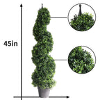 Spiral Topiary: The Most Sought-After Shape for Timeless Curb Appeal