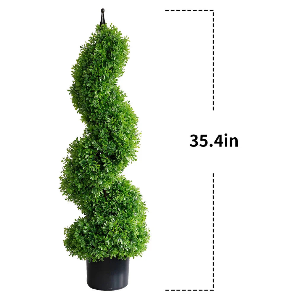 close up of elegant compact spiral topiary trunk showing twisted form with dense small round boxwood leaves