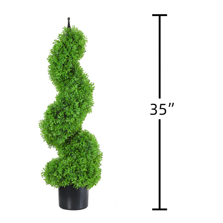 Boxwood topiary plant