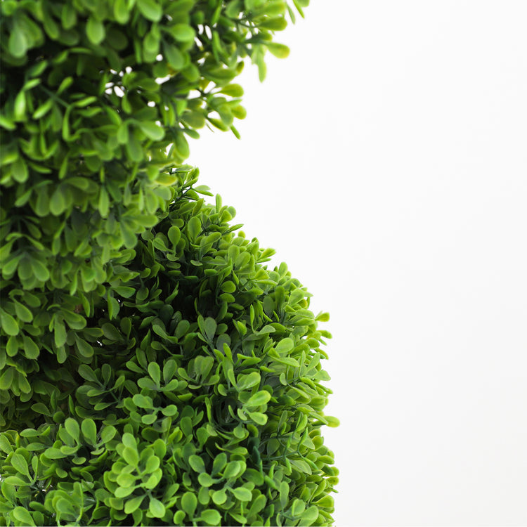 Boxwood topiary plant