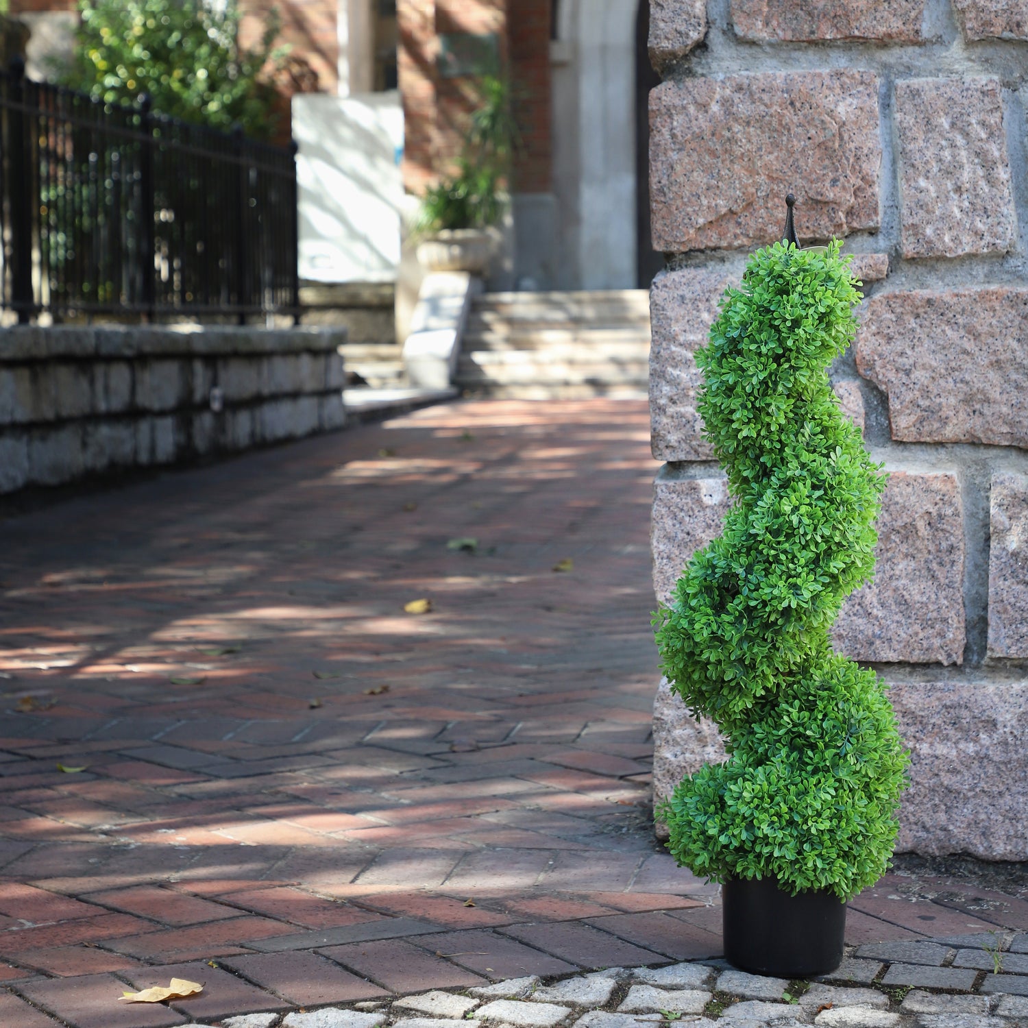 Boxwood topiary plant